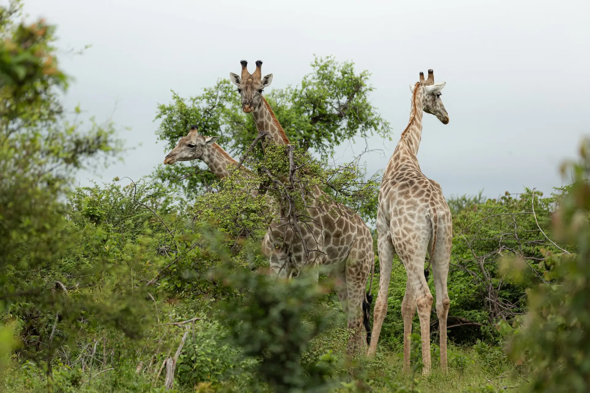Giraffes grazing nearby Victoria Falls. Is Victoria Falls worth visiting? We think so!